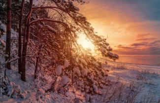 Skats uz saulrietu pār ziemas ainavu ar jūru un sniega klātajiem priežu kokiem dramatiskā vakara gaismā. Sniega klāta jūras krasta līnija