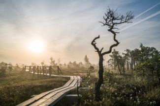 Great Kemeri Bog Boardwalk