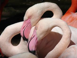 Rīgas Nacionālais zooloģiskais dārzs (Rīga ZOO) 