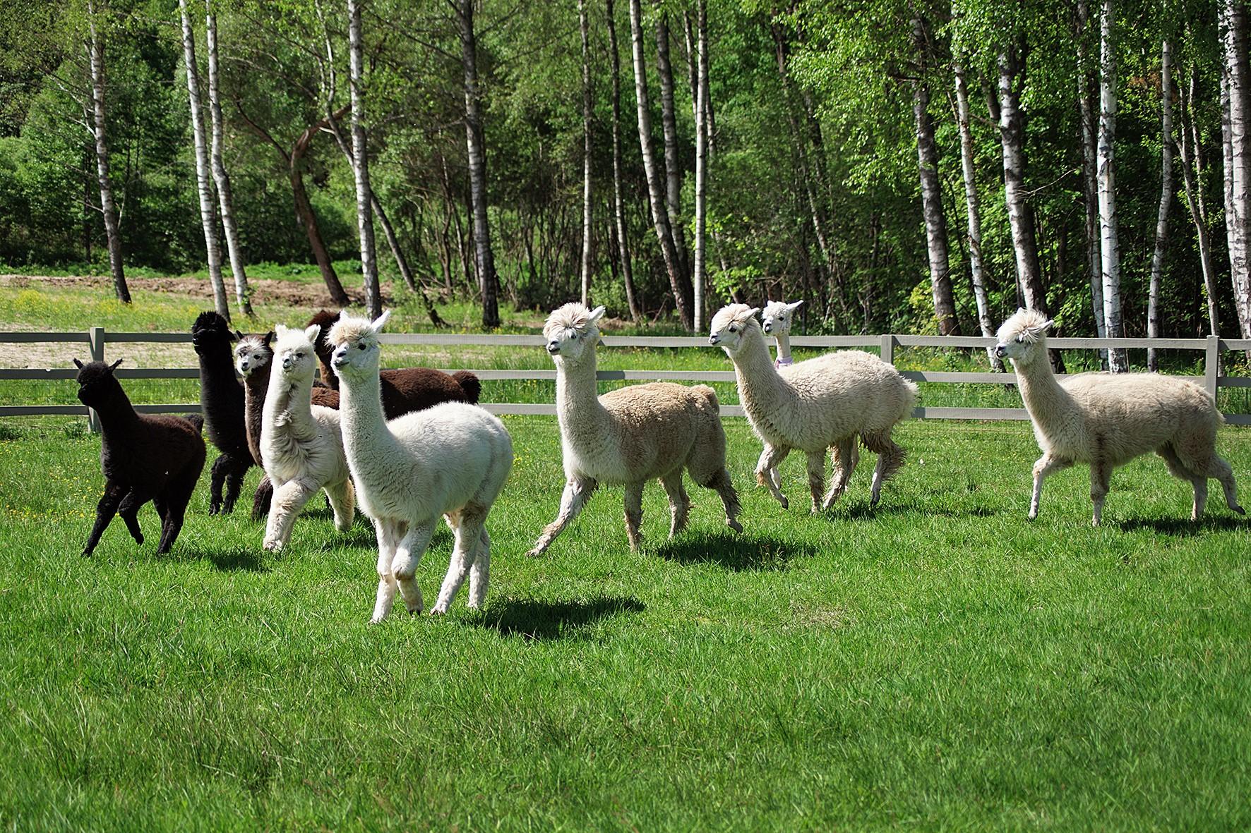 Alpaca farm